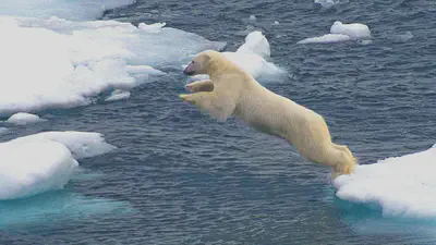 Fuente: https://www.wallpapers13.com/jump-on-a-white-polar-bear-floes-of-ice-snow-sea/