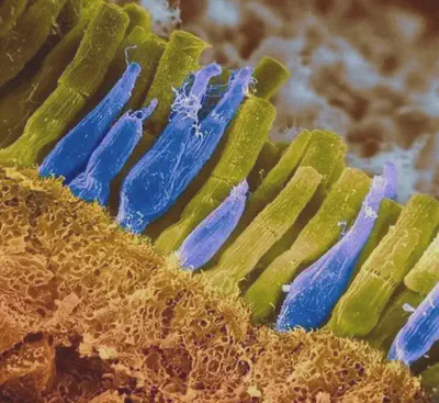 Conos (azules) y bastones (verdes) de la retina humana. Imagen de [falso color](https://es.wikipedia.org/wiki/Falso_color) al [microscopio SEM](https://es.wikipedia.org/wiki/Microscopio_electrónico_de_barrido). Fuente: https://infomedicos.tumblr.com/post/182274112326/conos-azules-y-bastones-verdes-de-la-retina.